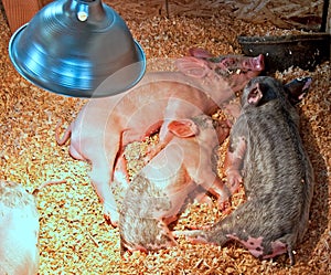 Small Piglets Sleeping Under Heat Lamp