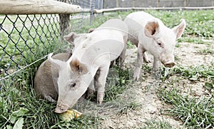 Small pigs on a farm