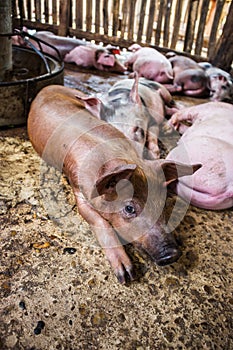 Small pigs in the farm.