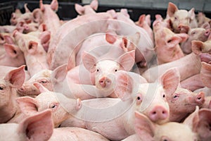 Small pigs at the farm,swine in the stall. Meat industry. photo