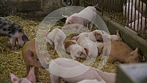 Small Pigs on Livestock Pigfarm