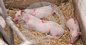 Small Pigs on Livestock Pigfarm