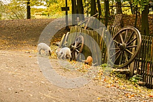 Small pigs near a wooden fence in small farm