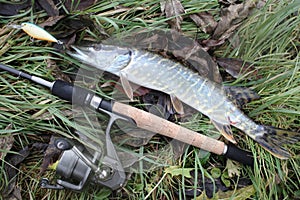 Small pike