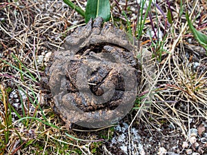 Pile of Elk Poop, Droppings, Scat