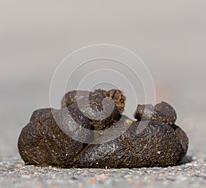 Small pile of horse manure on a road