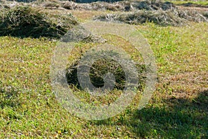 A small pile of mown grass in a clearing. The hay is drying. Summer, day