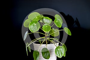 Small Pilea Peperomioides house plant