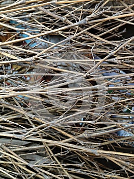 Small piles of bamboo, Indonesia April 26, 2024