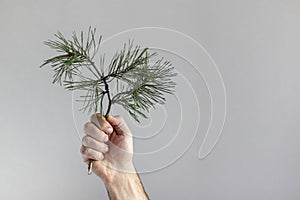 Small pine branch in male hand on gray background.