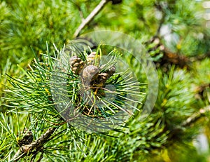 Small pine cones growing on a conifer tree branch, evergreen forest background