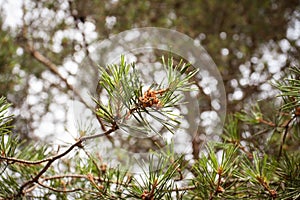 Small pine cones with needles on blurred sky background.