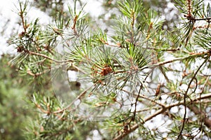 Small pine cones with needles on blurred sky background.