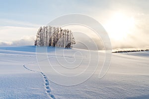 A small pine forest under the sunset and foot step on the white shinny snow.