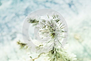 Small pine with hoarfrost in winter forest.