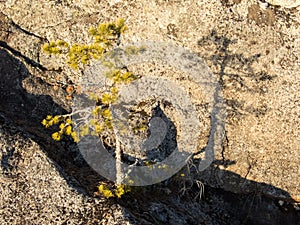 Small pine with shadow cast on rock surface