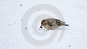 Small Pine Siskin finds and eats a sunflower seed as it searches for seed