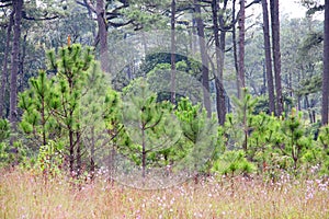 Small pine tree.