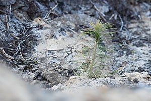Small Pine tree after being planted to a sandy ground in clear-cut area in Estonia