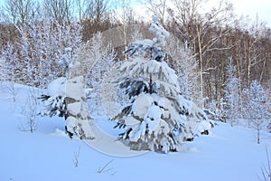 Small pine tree covered with big snow