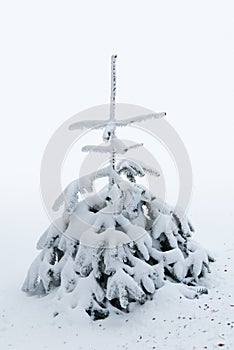 Small pine tree covered in snow