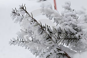 The small pine tree covered by snow