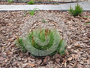 A small pine tree in a flower bed