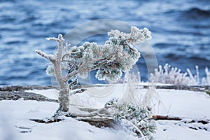 Small pine tree frozen in lake shore at cold winter morning