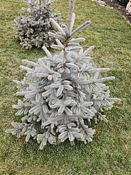 Small pine tree with green white colors