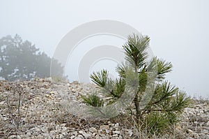 Small pine tree near edge, foggy sky.