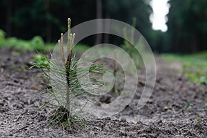 A small pine tree with new branches on the tree nursery. Reforestation concept