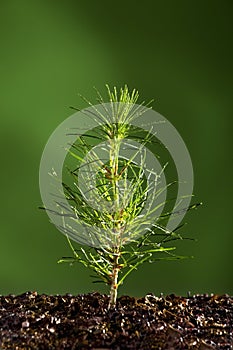 Pequeno pino un árbol planta 