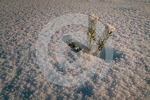 Small pine tree plant covered by fresh snow, close up photo