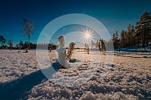 Small pine tree plant covered by fresh snow , low level photo, Forest edge and bright Sun on blue sky on background