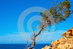 Small pine tree by the sea in Costa Paradiso