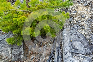 Small pine tree. small green spruce grows on a stone against the background of the forest. coniferous plants germinate in