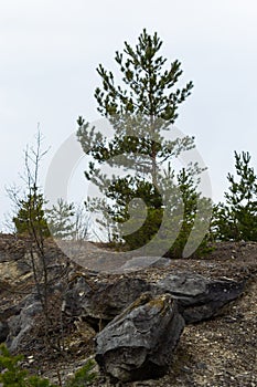 Small pine tree. small green spruce grows on a stone against the background of the forest. coniferous plants germinate in