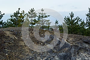 Small pine tree. small green spruce grows on a stone against the background of the forest. coniferous plants germinate in