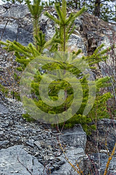 Small pine tree. small green spruce grows on a stone against the background of the forest. coniferous plants germinate in