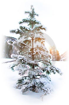 Small pine tree in the snow with covered branches