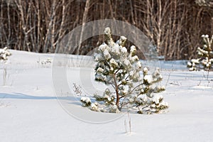 Small pine tree in winter