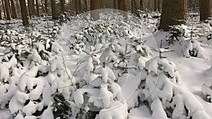 Small pine trees covered with snow in a winter forest