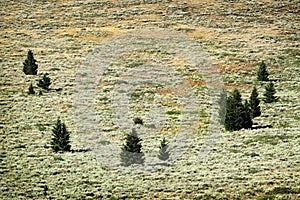 Small Pine Trees on Mountainside Forest Lone Tree Isolated