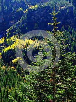 Small Pine Trees on Mountainside Forest Lone Tree Isolated