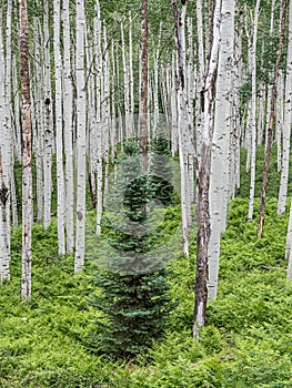 Small Pine Trees In A Quaking Aspen Colony photo