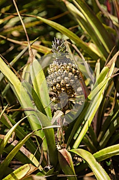 Small pineapple