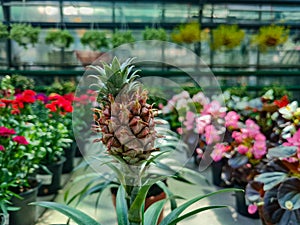 Small Pineapple growing in the greenhouse close up