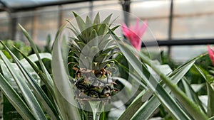 Small Pineapple growing in the greenhouse close up