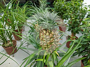Small Pineapple growing in the greenhouse close-up