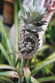 Small pineapple growing